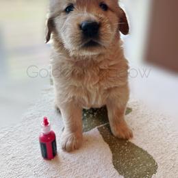Jumba - Golden male Golden Retriever puppy in Florida from Golden Meadow