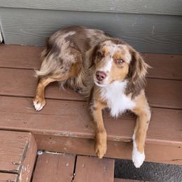Reba - Miniature Australian Shepherd