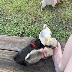 Pug All Grown Up from Delta pug puppies
