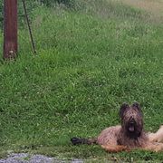 Briard and Pointer All Grown Up from Honey Bee Hill