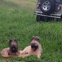 Briard and Pointer All Grown Up from Honey Bee Hill