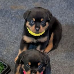 Girl 4 - Black and mahogany female Rottweiler puppy in Whitney, Texas from Prairie Valley Rottweilers