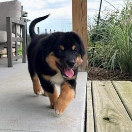 Boy 2 - Black tri male Miniature Australian Shepherd puppy in Arcadia, Indiana from Sunset Cowgirl Mini Aussies