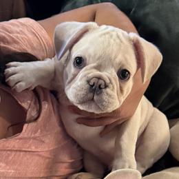 French Bulldog Puppies from Mathew Household Frenchies