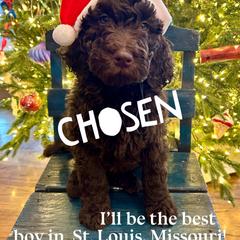 Charlie Brown - male Newfypoo puppy in Jackson, Missouri from Two Sisters Ranch, LLC