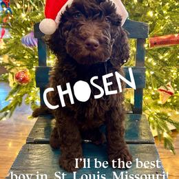 Charlie Brown - male Newfypoo puppy in Jackson, Missouri from Two Sisters Ranch, LLC