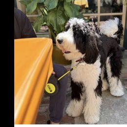 Bernedoodles, Goldendoodles, Poodles, and Sheepadoodles from Kerr Kanine Ranch
