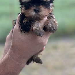 Jade - Black and tan female Yorkshire Terrier puppy in South Coffeyville, Oklahoma from Nicki's Yorkies