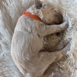 Armani - Cream male Goldendoodle puppy in Red Oak, Iowa from Fisher Pups-Stay Golden with a Doodle