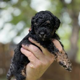 Orange - Phantom male Poodle puppy in Dallas, Texas from Infinity Poodles