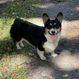 Otis - Pembroke Welsh Corgi