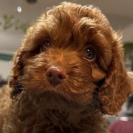Fred - Red male Cockapoo puppy in Sheridan, Missouri from Shepherdsfold’s Cockapoos
