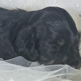 Jaeger - Brindle male Dachshund puppy in Oregon from SoCo Dachshunds