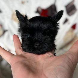 Orin - male Russian Salon Dog puppy in Kendallville, Indiana from Yorkies Kisses/Rusalka Siren Song