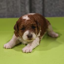 Butterscotch Boy - Red male Whoodle puppy in West Bend, Iowa from Blue Skies Terriers