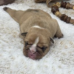 Boy 3 - Red brindle and white male Bulldog puppy in Wagoner, Oklahoma from Bre's Bulldogs