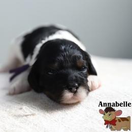Annabelle - Black white and tan female Cockapoo puppy in Canastota, New York from Silver City Cockapoos