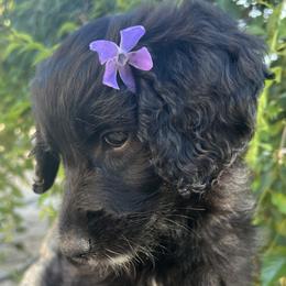 Olive:  calm, wise, and enduring - Black female Goldendoodle puppy in Placerville, California from New Dawn Poodles and Doodles