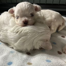 AKC Korean Female - White female Maltese puppy in Coats, North Carolina from Angie's Puppies
