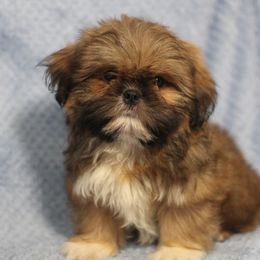Shih Tzu Puppies from Autumn Breeze Shih Tzus and Friends