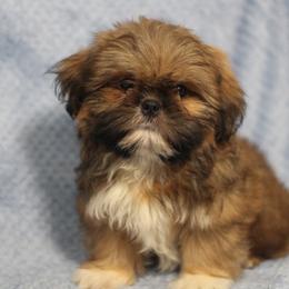 Shih Tzu Puppies from Autumn Breeze Shih Tzus and Friends