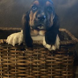 Basset Hound Puppies from Bear Foot Bassets Of West Virginia