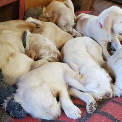 Spinoni Italiani from Busy B's Spinoni