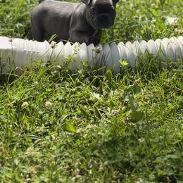 French Bulldog Puppies from Bailey Family Frenchies