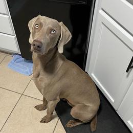 Scout - Weimaraner