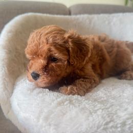 Maple - Red male Maltipoo puppy in San Diego, California from Maltipoos SD