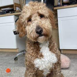 Hugs - Apricot male Goldendoodle puppy in Sugarcreek, Ohio from True Hearted Doodles