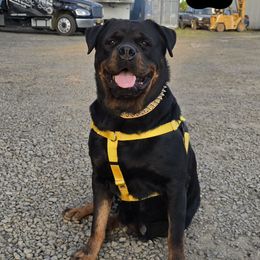 Synuhmin - Rottweiler