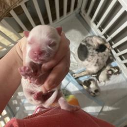 Snowball - Cream and white female Shih Tzu puppy in Double Springs, Alabama from Little Friends Kennel