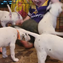 Dalmatian Puppies from Rock Creek Dalmatians