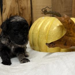 Banjo - Black tri-color male Aussiedoodle puppy in Lavonia, Georgia from H & A Kennels