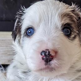 Girl 3 - Australian Shepherd puppy in Rockford, Illinois from Andover Aussies