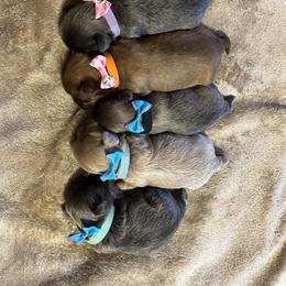 Shih Tzu Puppies from Trinity Shih Tzu