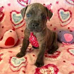 Froggy-grey - Brindle male Companion Cross puppy in Calimesa, California from Teakwoodpoodleofsocal