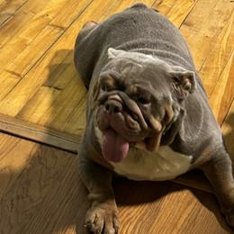 Boxers, Bulldogs, and French Bulldogs from Lafayette Bulldogs & Boxers