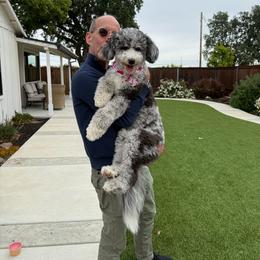 Luna - Merle female Bernedoodle puppy in Yuba City, California from Ranch House Doodles