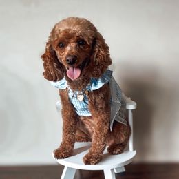 Cookie - Poodle