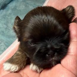 Billy - Brindle male Shih Tzu puppy in Victorville, California from RUMBLE n TUMBLE