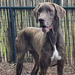 Crouton - Great Dane