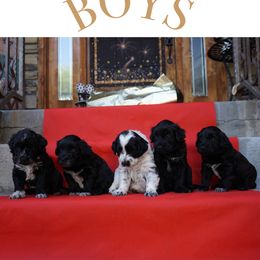 Portuguese Water Dog Puppies from Yellowstone Porties