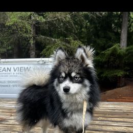 Dutch - Pomsky