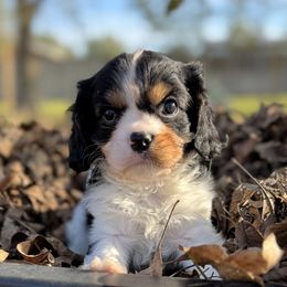 Lilly - Tri-color female Cavalier King Charles Spaniel puppy in Inez, Texas from Londyn Cavaliers