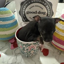 Miniture Mrs black mouse delight 3700 - Black and white female Chihuahua puppy in Las Vegas, Nevada from Quality Poms Chihuahua Yorkies of Las vegas