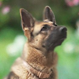 Mercy - German Shepherd