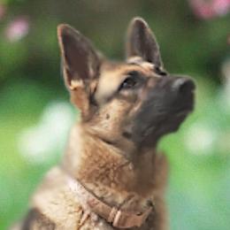 Mercy - German Shepherd