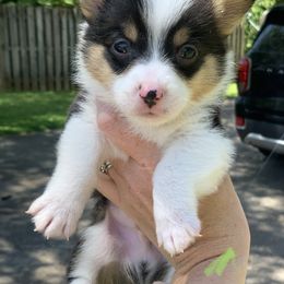Boy 2 - Black and tan Pembroke Welsh Corgi puppy in Cumming, Georgia from Carter’s Corgis LLC